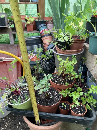 Red giant celery 10cm - in, pot