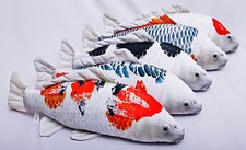 Koi carp tancho shusui asagi - carp,