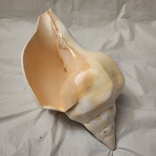 Turbinella angulata west - turbinella,