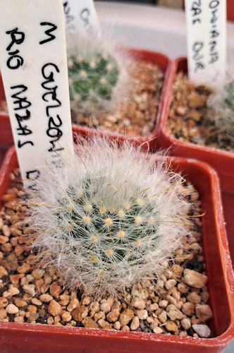 Mammillaria guelzowiana rio - guelzowiana,
