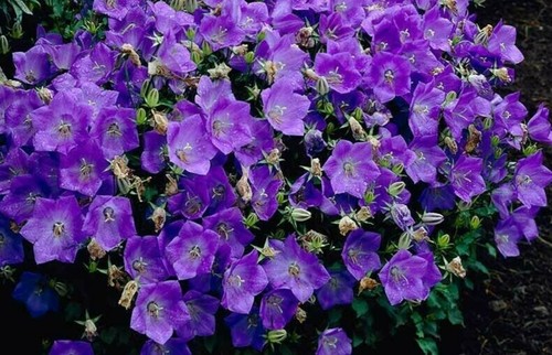 5000 seeds campanula carpatica - seeds,