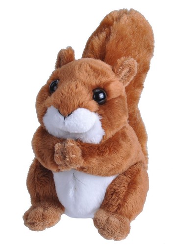 New red squirrel wild - new,
