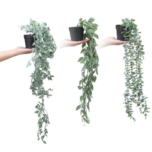 Hanging plants pots set of - hanging, in