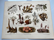 1907 chromo-lithograph