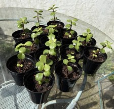 Portulacaria Afra / Dwarf Jade