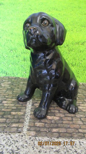 Staffordshire black labrador - black,