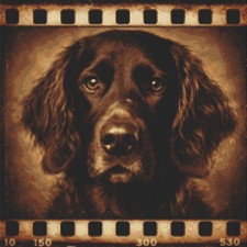 German Longhaired Pointer