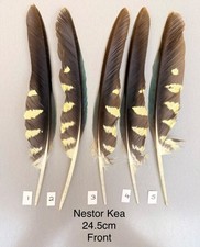 RARE Parrot Kea Feather Crafts DreamCatcher Jewellery Headdress Spiritual Quill