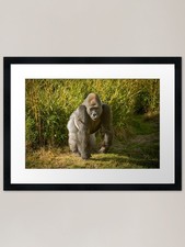 Silverback Gorilla Framed Art
