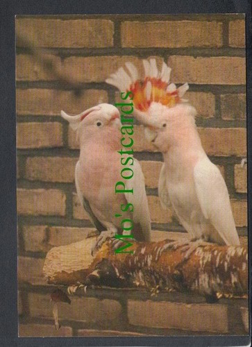 Birds postcard major - postcard,