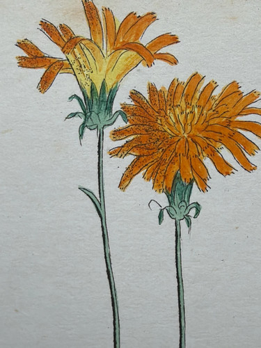 Antique hand coloured - hand,