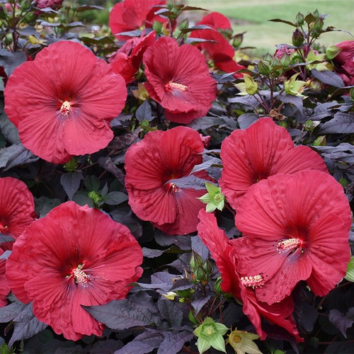 Hibiscus moscheutos carousel - moscheutos,