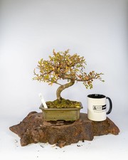 Chinese Elm Bonsai – Elegant
