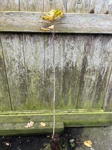 English oak tree - 60/80cm, cell