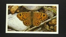 1 x Grandee Cigar card Butterfly - Wall ± No 2 ≠ Q33