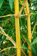 HAWAIIAN GOLD BAMBOO Bambusa
