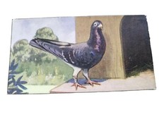 A Rare Racing Pigeon Card From The Speed Though The Ages Set