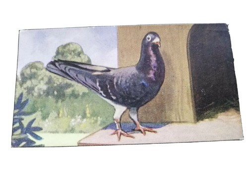 Rare racing pigeon card - a, from