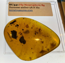 A101 BU441 Large Fly Lacewing ootheca egg case + 8gm Burmese Burmite Amber 99mya