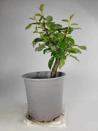 Crab apple starter bonsai tree - apple,