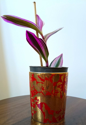 Tradescantia nanouk potted - tradescantia,