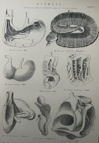 Antique print digestive - antique,