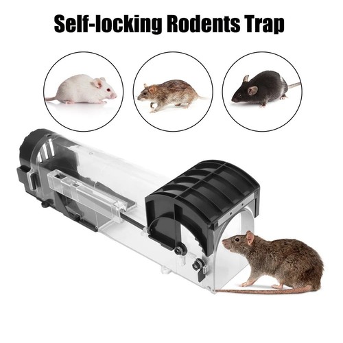 Trampa para ratas - ratas, ratones