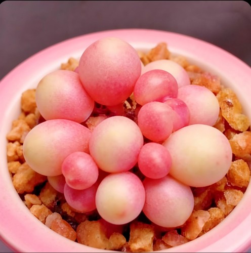10x japanese pink pearl - 10x,
