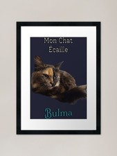 My Tortoiseshell Cat - Bulma