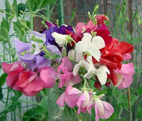 Little sweetheart sweet pea - sweetheart,