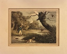 PHEASANT SHOOTING SAMUEL