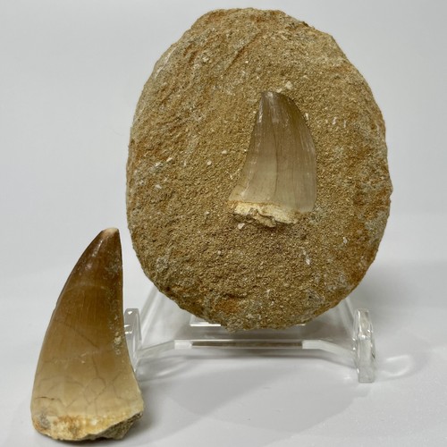 Large mosasaur tooth bundle - large,