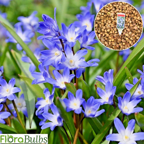 Chionodoxa luciliae goes - luciliae,