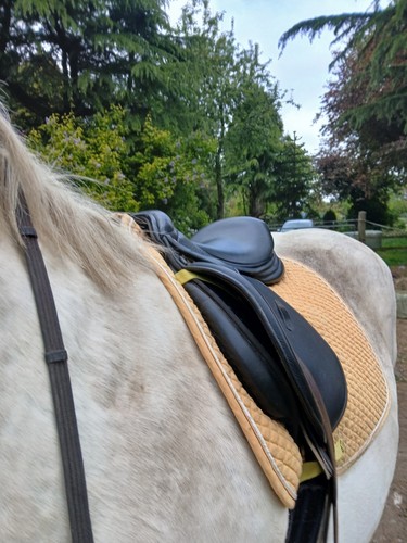 Saddle company gp - 17",