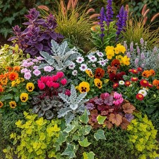 Autumn Basket Plant Mix - Vibrant Basket and Bedding Plants Outdoor Garden Ready