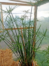 3x Cyperus Alternifolius Papyrus Umbrella Plant Cibora indoor outdoor live plant