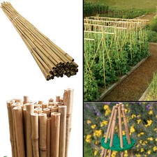 2FT 3FT 4FT 5FT Bamboo Garden