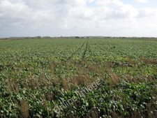 Photo 6x4 Sugar beet