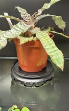 Round Plastic Bonsai Plant Display Stand Pedestal Tray