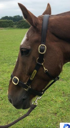 Khs premium leather headcollar - khs,