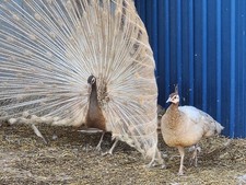 👀🦚 PRE-SALE PEACOCK