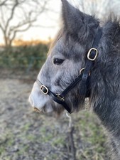 LEATHER HEADCOLLAR YEARLING
