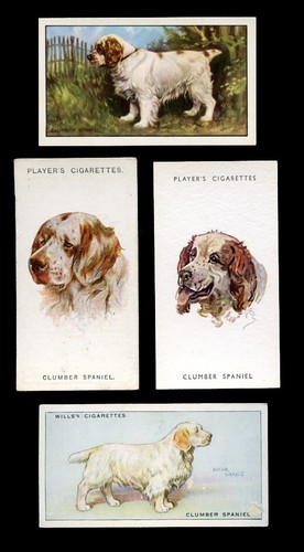 Clumber spaniel dog vintage - dog,