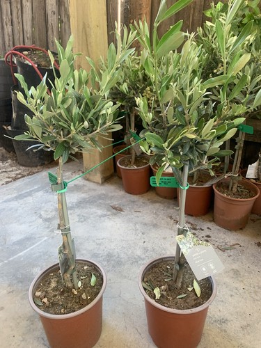 Olive tree out door plant - olive,