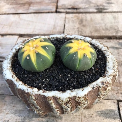 2pcs 3cm succulent - 3cm,