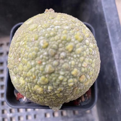 Pseudolithos migiurtinus
