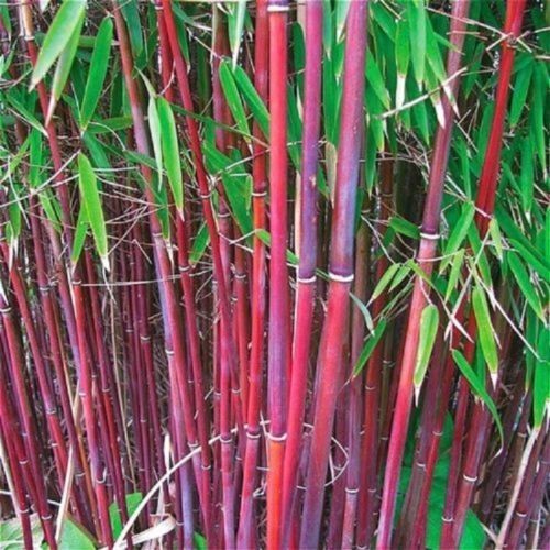 100 red giant - 100, bamboo