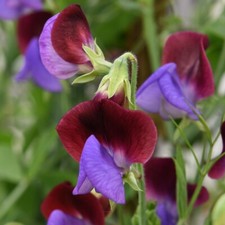 T&M Sweet Pea Plant 'Matucana'
