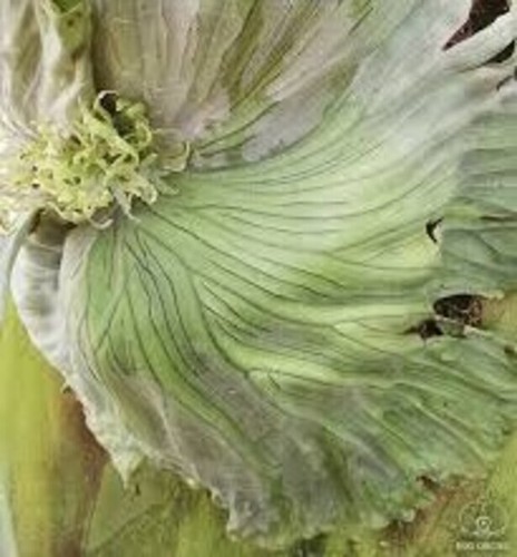 Platycerium wandae dwarft and - wandae,