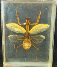 Praying Mantis Preseved Insect